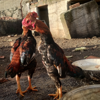 Galline ko Shamo