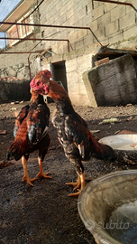 Galline ko Shamo