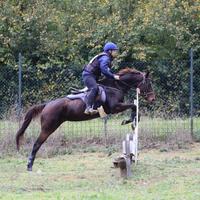 Cavalla da completo salto ostacoli cross dressage