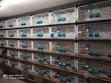 Coppie Canarini Giallo e Avorio