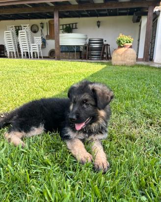 Cuccioli pastore tedesco