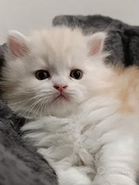 Cucciolo Gatto Persiano Cream&White