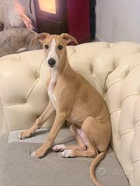 Whippet Cucciolo