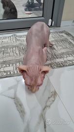 Gatto Canadian Sphynx per monta