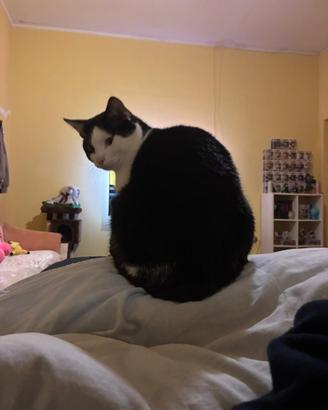 Gatto adulto