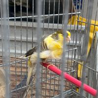 Canarina femmina arricciata del nord