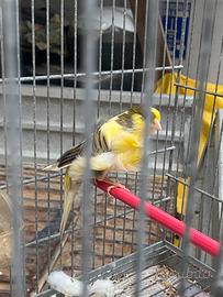 Canarina femmina arricciata del nord