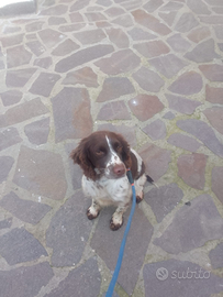 Spriger spaniel per caccia