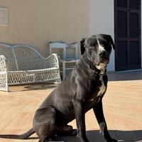 Cane Corso