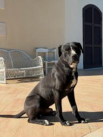 Cane Corso