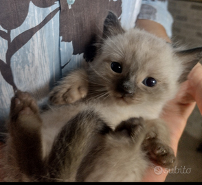 Gattini siamesi thai