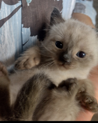 Gattini siamesi thai