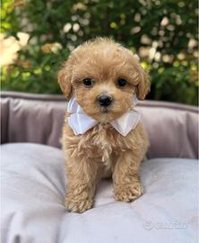 Cucciolo Maltipoo toy