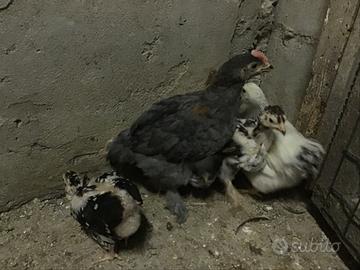 Galletto Marans