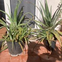 Piante di aloe vera diverse dimensioni