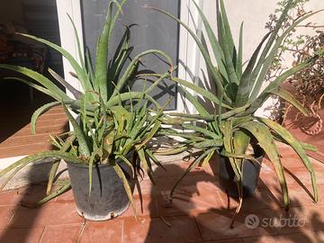 Piante di aloe vera diverse dimensioni