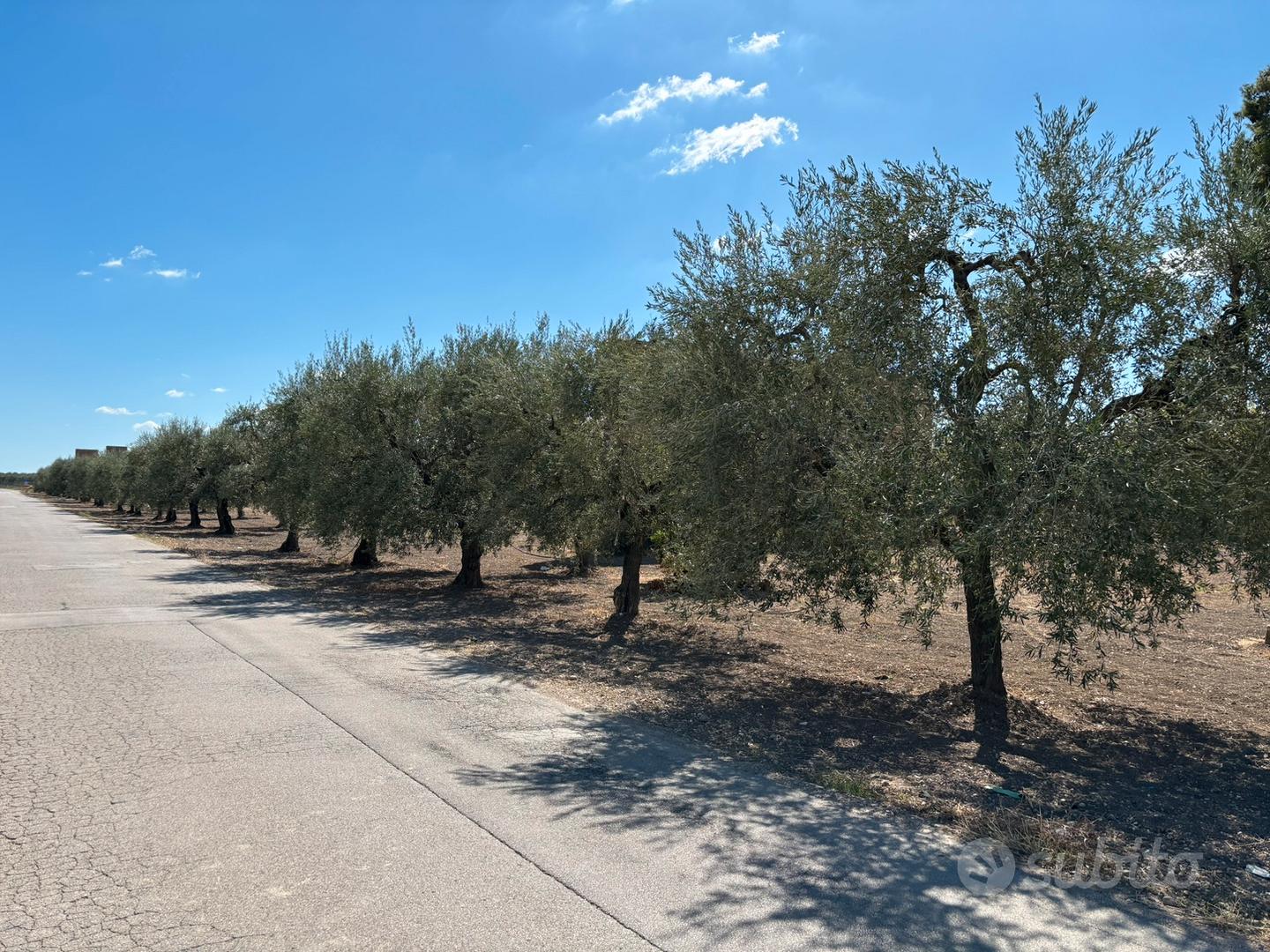 Terreno di 11000 m² , via tiro a Segno - Vista 5