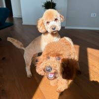 Cuccioli disponibili