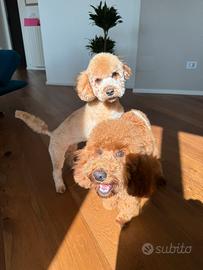 Cuccioli disponibili