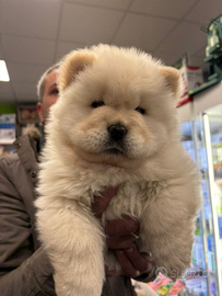 Chow Chow