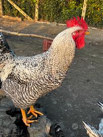 Galli