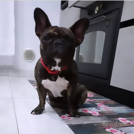 Bulldog francese