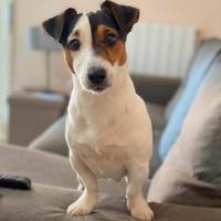 Jack Russel disponibile per monta