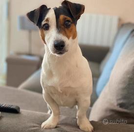 Jack Russel disponibile per monta