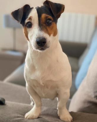 Jack Russel disponibile per monta