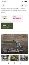 Setter inglese con pedigree