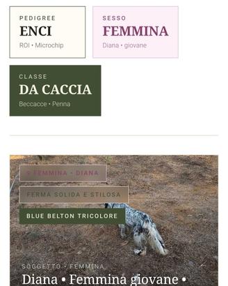 Setter inglese con pedigree