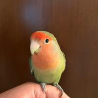 Inseparabile allevato a mano