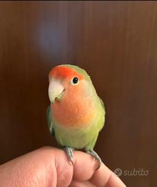 Inseparabile allevato a mano