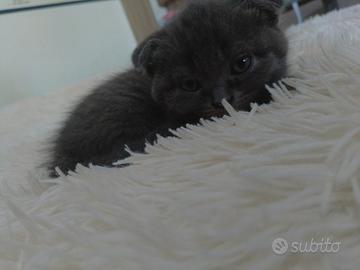 Gattino Scottish Fold