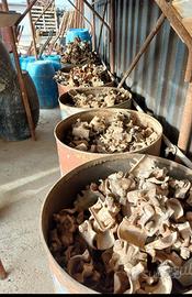 Giunti per ponteggio