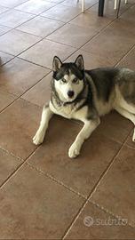 Husky siberian da monta