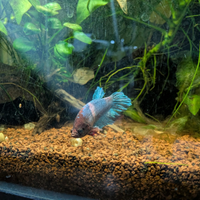 Pesce combattente