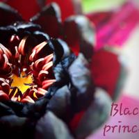 ninfea black princess laghetto stagno