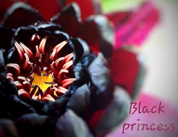 ninfea black princess laghetto stagno