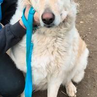 Cloe é ancora in canile e attende di essere scelta