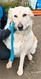 Cloe é ancora in canile e attende di essere scelta