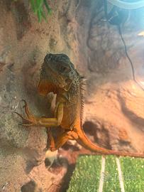 Iguana baby rossa