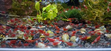 Caridine red rili