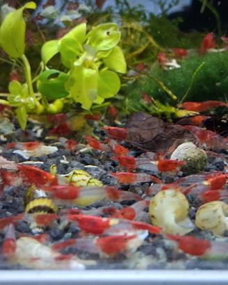 Caridine red rili