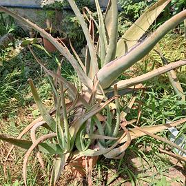 Aloe Vera
