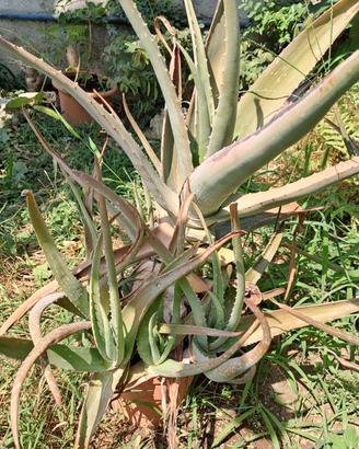 Aloe Vera