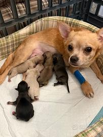Chihuahua toy cuccioli