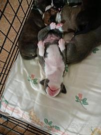 Amstaff con pedigree