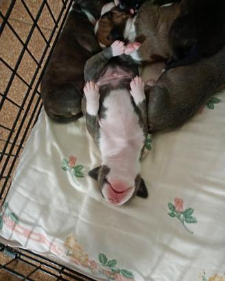 Amstaff con pedigree