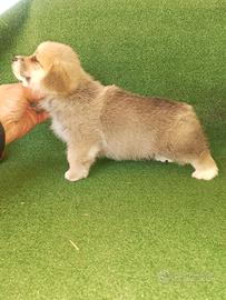 Welsh Corgi Pembroke